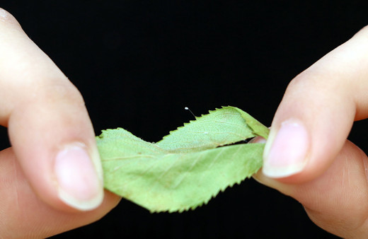 'Udumbara Çiçeği' 3 bin yılda bir açıyor! Bu yıl Çanakkale'de açtı