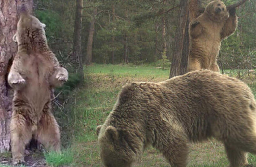 Sarıkamış ormanında kaşınan ayılar güldürdü
