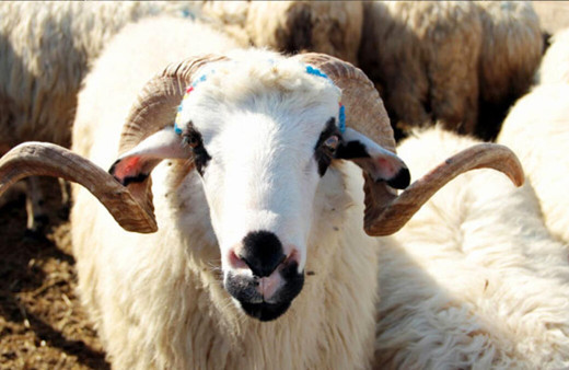 Son dakika Kurban vekalet ücreti belli oldu! Diyanet İşleri Başkanı Erbaş açıklaması