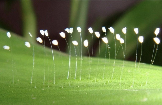 Udumbara çiçeği nedir nerede yetişir efsanesi çok başkaymış!