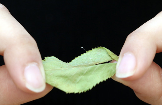 Udumbara çiçeği efsanesi nedir Çanakkale'de açtı fiyatı ne kadar?