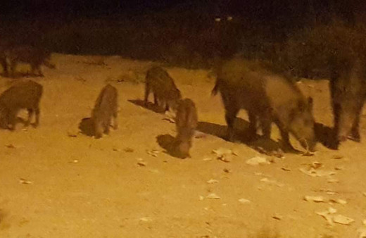 Kuşadası’nda şehir merkezine inen domuzlar yiyecek aradı