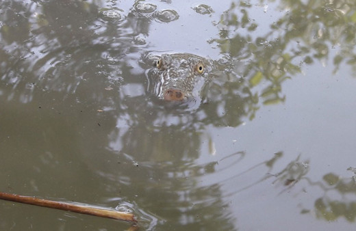 Adıyaman'da balıkçılar buldu üniversiteden yetkililer köye gelip inceledi