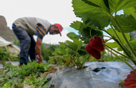 Gümüşhane'de bir çiftçi türküyle yetişen çileklerle para kırıyor