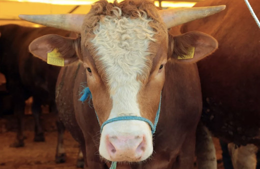 Kurbanbayramı tarihi 2020 Diyanet kaç gün kaldı?