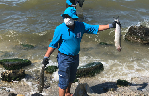 Küçükçekmece Gölü'nde korkunç görüntü! Binlerce ölü balık kıyıya vurdu