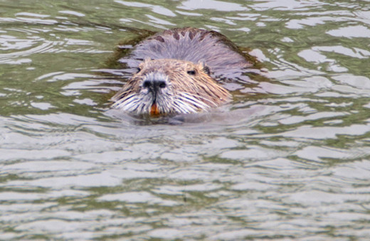 Ağrı dağı eteklerinde görüldü esrarengiz istilacı tür olarak biliniyor
