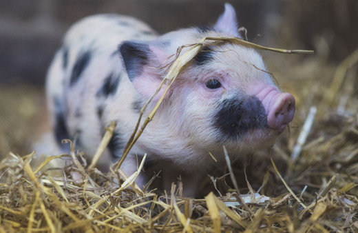 Çin'de pandemi potansiyeli taşıyan yeni bir grip virüsü tespit edildi