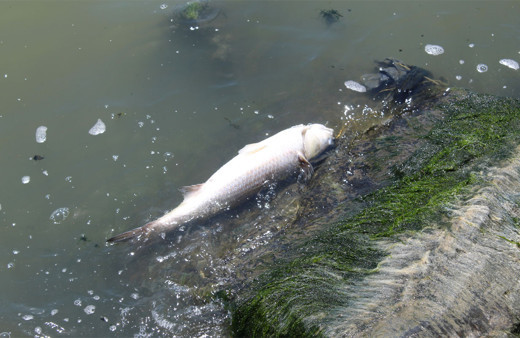 Küçükçekmece Gölü'nde korkutan görüntü simsiyah oldu