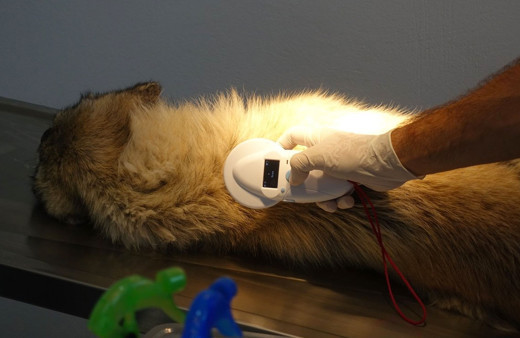 Kırklareli'nde sokak hayvanlarına mikroçip takılıyor kayıt altında olacaklar