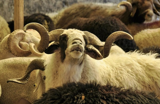 Carrefour kurbanlık fiyatları 2020 küçükbaş koyun fiyatları