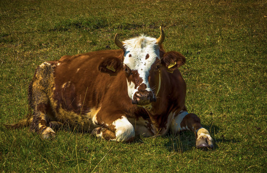 BİM 2020 Kurbanlık fiyatları kaç para oldu büyükbaş/koç kurbanlık fiyatları