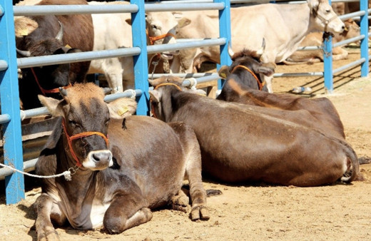 Kurban Bayramı ne zaman 2022 15 Temmuz resmi tatili ile birleşir mi?