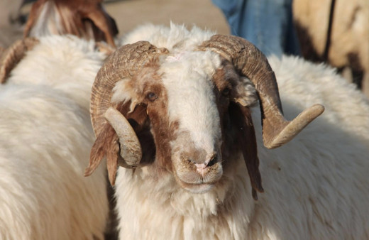 Mehmetçik Vakfı kurbanlık bağış 2022 fiyatları kaç para, nasıl yapılır?