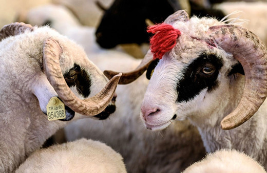 Kurbanlık küçükbaş koç fiyatları 2022 İstanbul-Ankara fiyatları kaç liradan başlıyor?