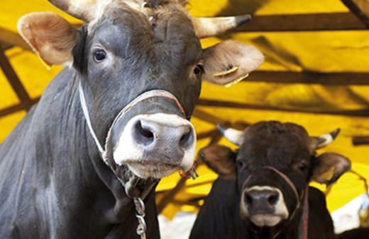 Kurbanlık fiyatları 2023 en düşük hisse kaç liradan başlıyor?