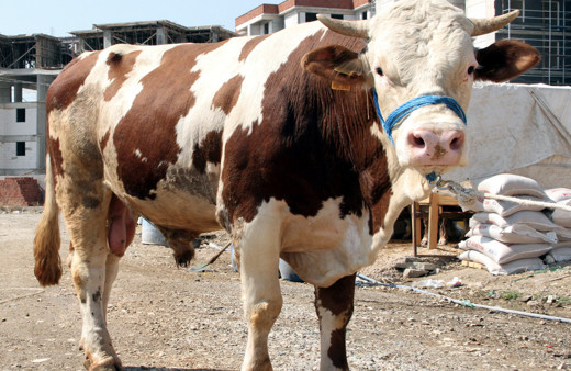 Kurbanlık fiyatları 2020 İstanbul-Ankara-İzmir belli oldu mu?