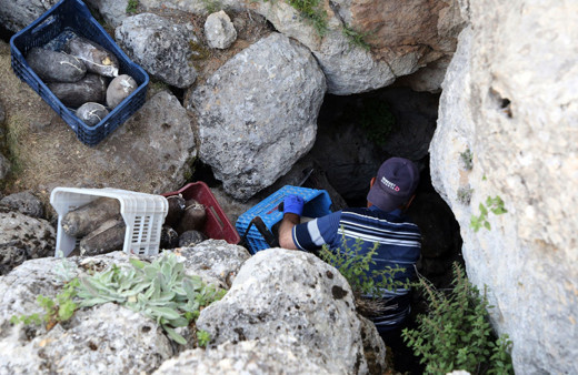 Mersin'de Lezzeti için 5 ay mağarada bekletiliyor kilosu 100 TL'den satılıyor