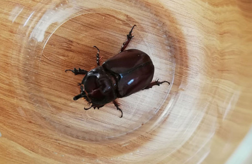 Gergedan böceğini toplayanlara minimum 73 bin 747 lira ceza