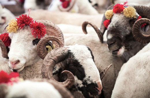 Kurbanlık fiyatları 2021 küçükbaş kurbanlık koç kaç para?