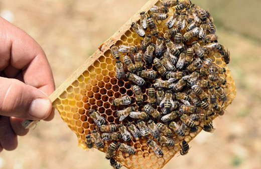 Bitlis’te üretilen ana arılar tüm Türkiye’ye satılıyor