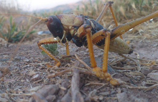 Adıyaman Gölbaşı’nda dev çekirge görüldü