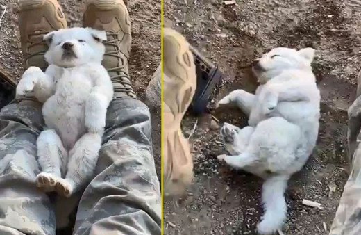 Mehmetçik yine gönülleri fethetti! Yavru köpeği ayağında sallayarak uyuttu