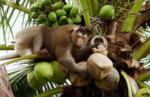 Tayland'ın işçi köleleri: Maymunlar