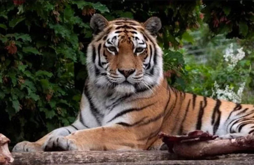 İsviçre'de kaplan ziyaretçilerin önünde bakıcısına saldırıp öldürdü