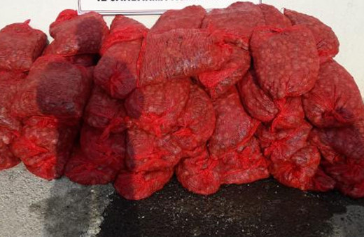 Edirne'de 1 ton kaçak midye ele geçirildi