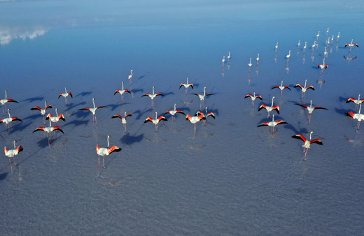 Flamingoların yaşam cenneti Tuz Gölü