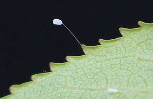 3 bin yılda bir açıyor! Kastamonu’da ‘udumbara çiçeği’ görüldü