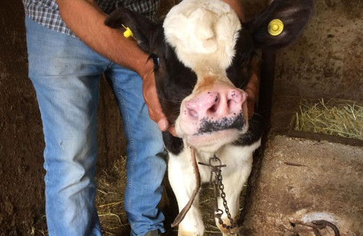 Konya'da 4 burun deliği olan buzağı doğdu