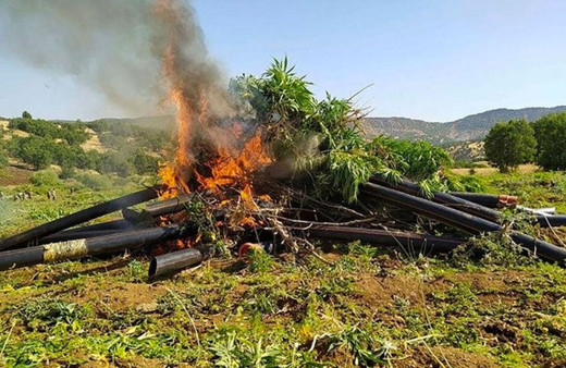 Diyarbakır'da zehir tacirlerine operasyon! 83 farklı noktada ele geçirildi