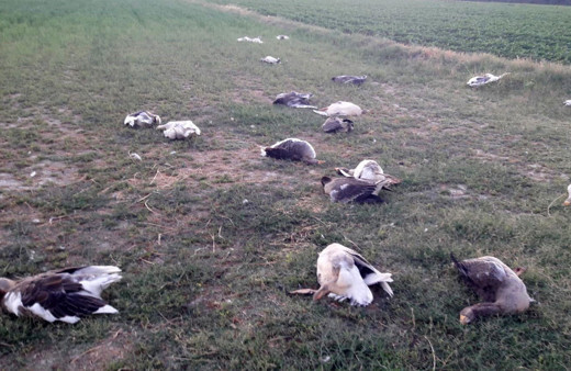 CHP İlçe Başkanının babası tarlasına giren 40 kazı katletti