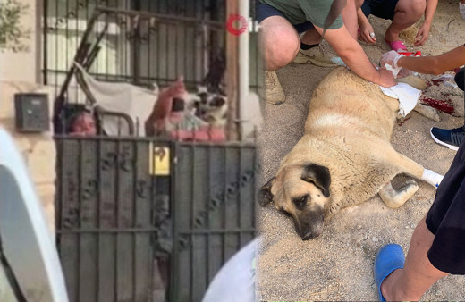 Aydın'da vahşet! Sokaktaki köpeği bıçakladı