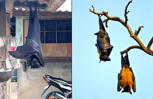 Sosyal medyayı çalkalayan insan boyundaki yarasalar! Photoshop değil gerçek