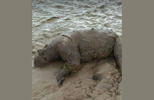 Van Erciş'te yaşanan sel felaketinde 1 ayı telef oldu