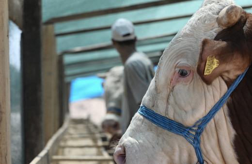 Kurbanlık fiyatları 2020 Diyanet büyükbaş kaç para oldu?