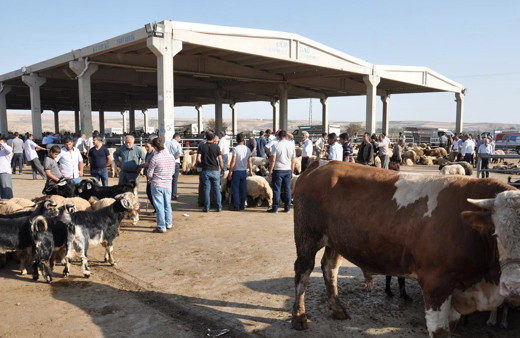 Canlı kurbanlık fiyatları 2020 inek-boğa kaç paradan başlıyor?