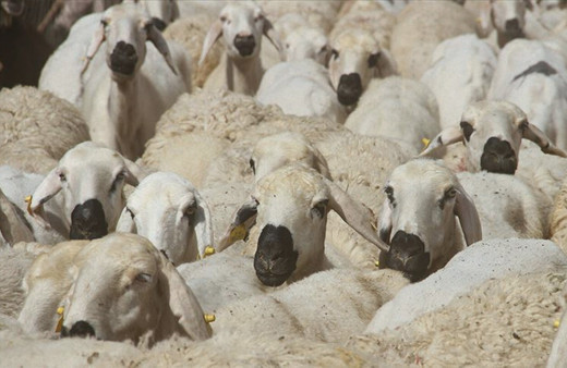 Marketlerin kurbanlık satışlarına üreticiler ve kasaplardan tepki