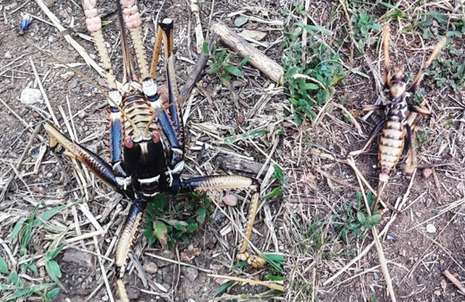 Etçil çağaboğan çekirgesi Bitlis'te görüldü