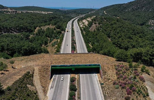 Karayolları mı domuzlar mı kusurlu?
