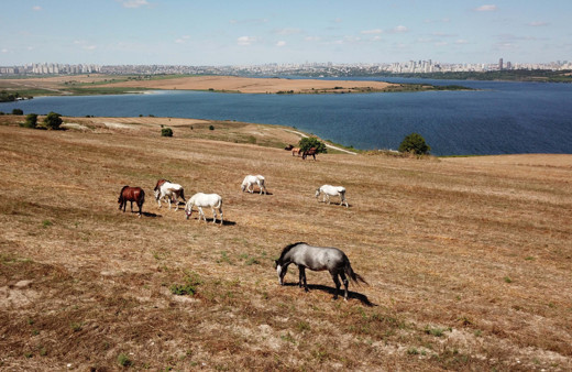 İstanbul Adalar'daki fayton atlarına ne oldu? Son hallerine bakın