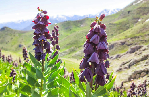Kahramanmaraş'ta bulunan bu çiçeği koparana 62 bin lira ceza