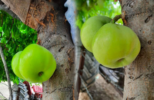 Elazığ'da bir ağaç gövdesinde meyve verdi gören şaştı kaldı