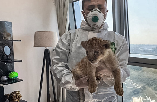 İstanbul'da ticareti yasak 250 canlı kurtarıldı