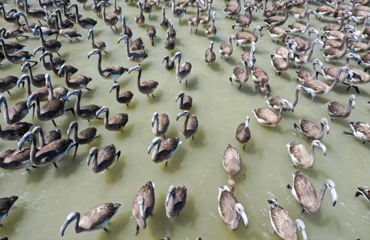 İzmir Kuş Cenneti'nde flamingo yavruları rüzgara karşı kanat çırpmaya başladı