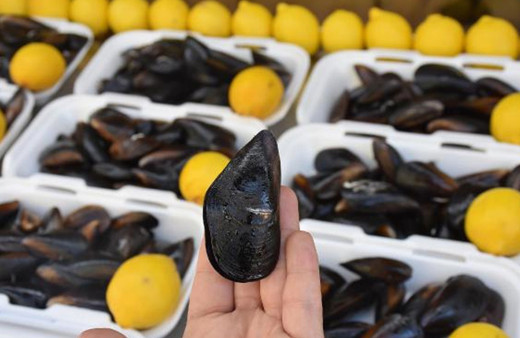 Mamara Denizi'nin temizliği için 45 ton midye yetiştirilecek