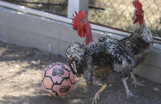 Ankara'da horozların şaşırtan sevdası! Biri Maradona öbürü Taffarel
